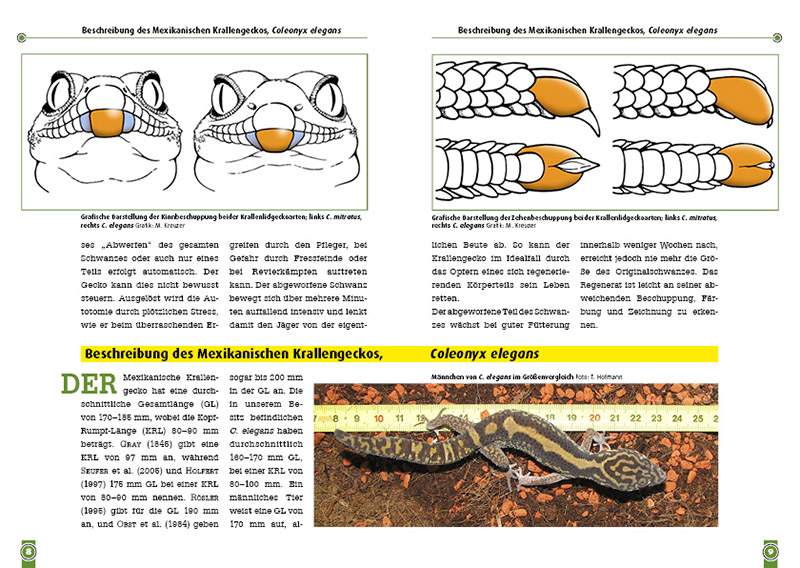 Preview: Der Mexikanische und Mittelamerikanische Krallengecko